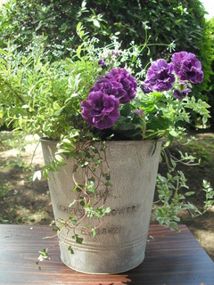 DSCF6355.JPG