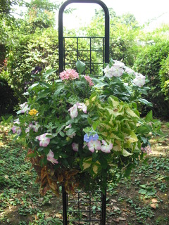 7月18日 (2).JPG